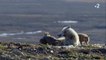 Arctique: Les loups élèvent leurs bébés dès que les beaux jours arrivent
