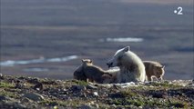 Arctique: Les loups élèvent leurs bébés dès que les beaux jours arrivent