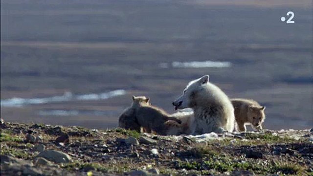 Arctique: Les loups élèvent leurs bébés dès que les beaux jours arrivent