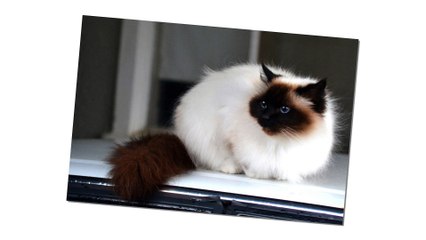 Birman cats - One of the sacred cats !