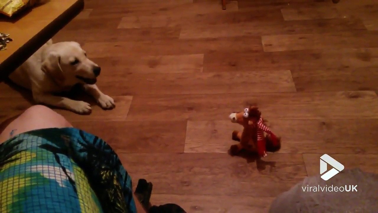Effrayé par un jouet automate, ce labrador devient fou !