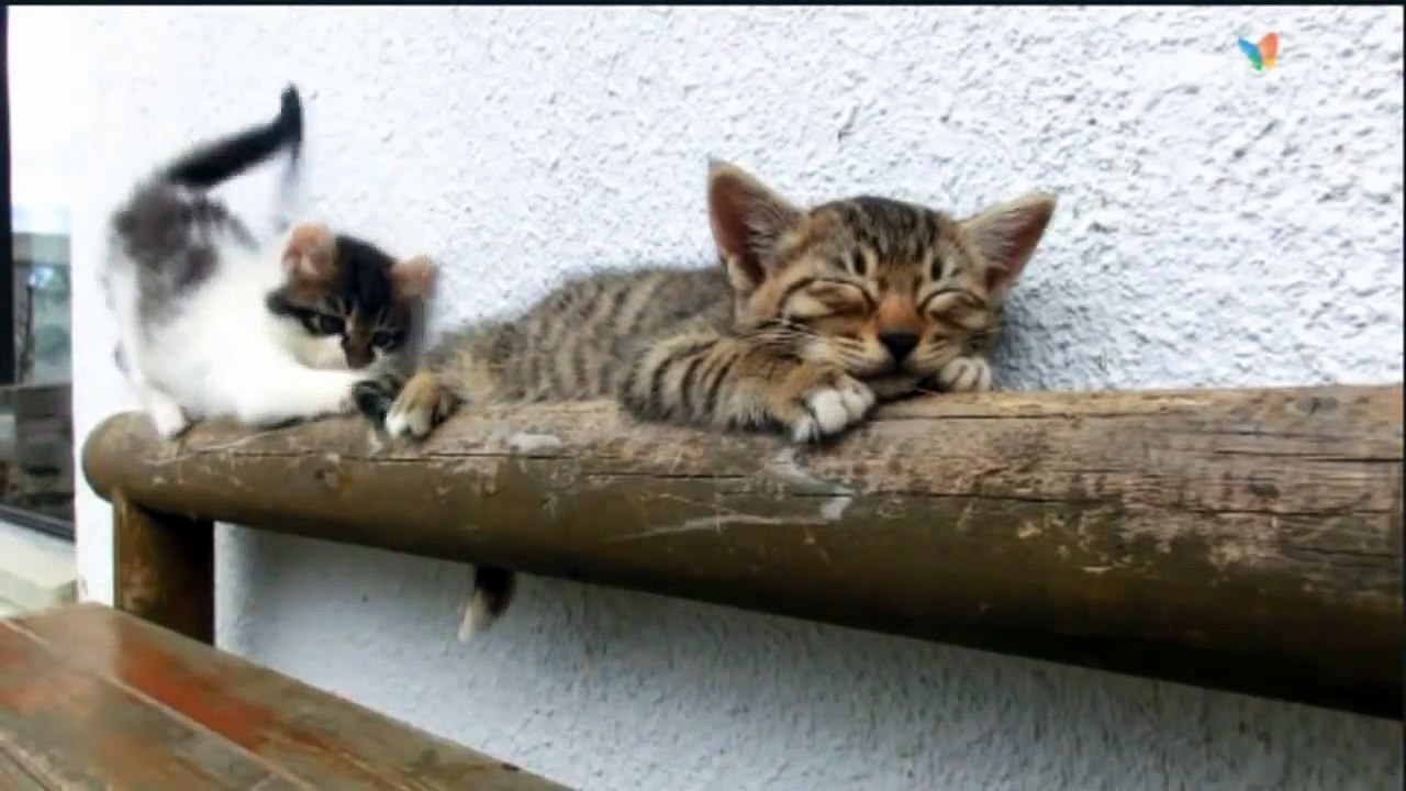 Craquant : ce chaton essaye de réveiller son frère !