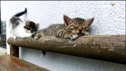 Craquant : ce chaton essaye de réveiller son frère !