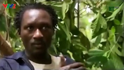 Bảo Vệ Loài Khỉ Đột - Thiên nhiên hoang dã full HD Thuyết Minh VTV