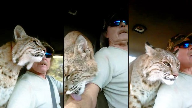 Un lynx comme animal de compagnie