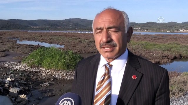 Milas Tuzla Sulak Alanı flamingolarla şenlendi - MUĞLA