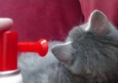 Guy Wakes Up His Kitten With a Blow Horn ... Literally
