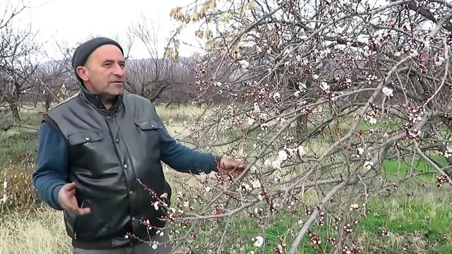 Kayısı ağaçları erken çiçek açtı - MALATYA