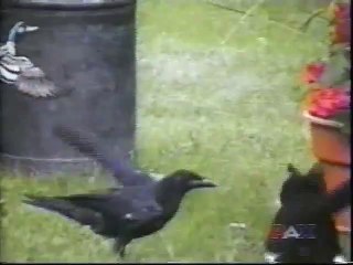 Quand un chat et un corbeau joue ensemble comme 2 potes