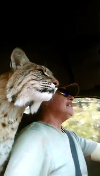 Avoir un lynx comme animal de compagnie