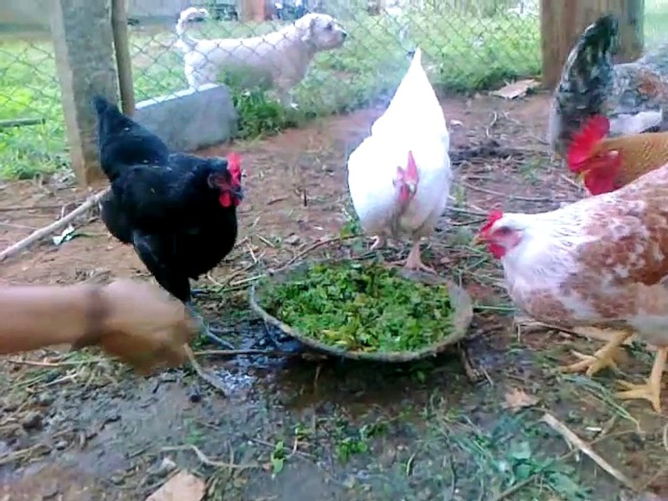 organic_backyard_small__poultry
