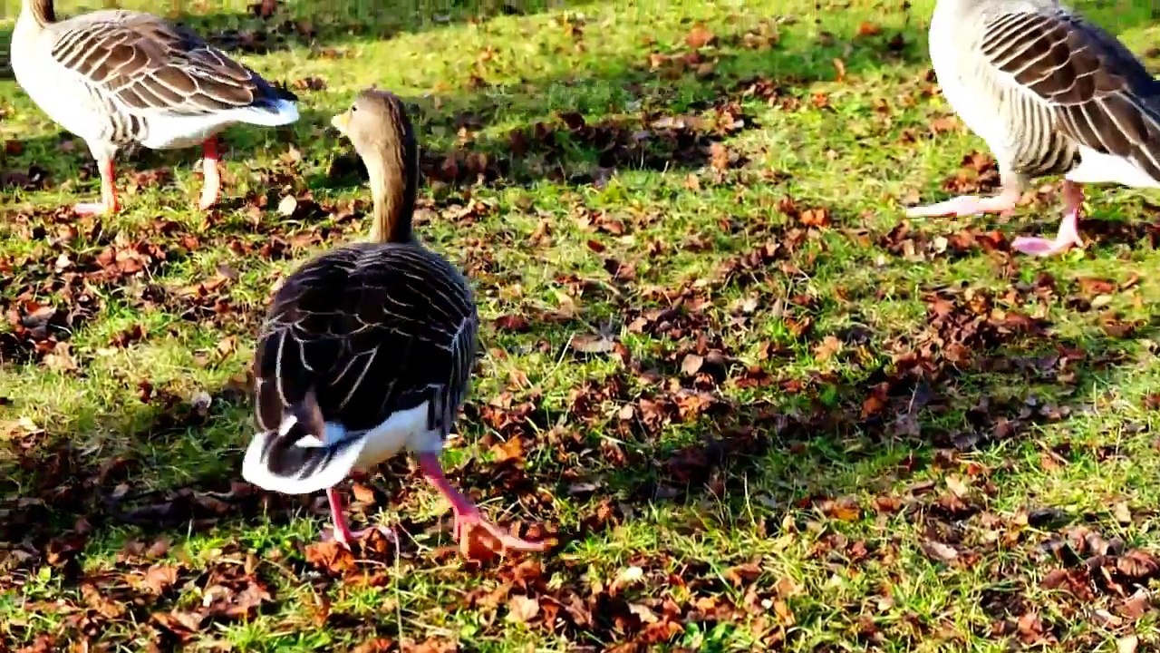 Wild_Geese_Birds_and_Ducks_at_Lake_Geneva_of_Switzerland
