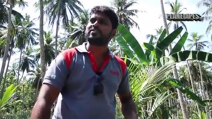Innovative Pineapple Farming Latest Harvesting Machine