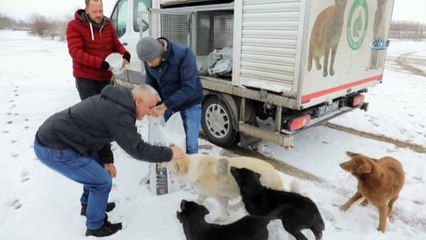 Sokak hayvanlarını kara kışta da yalnız bırakmadılar