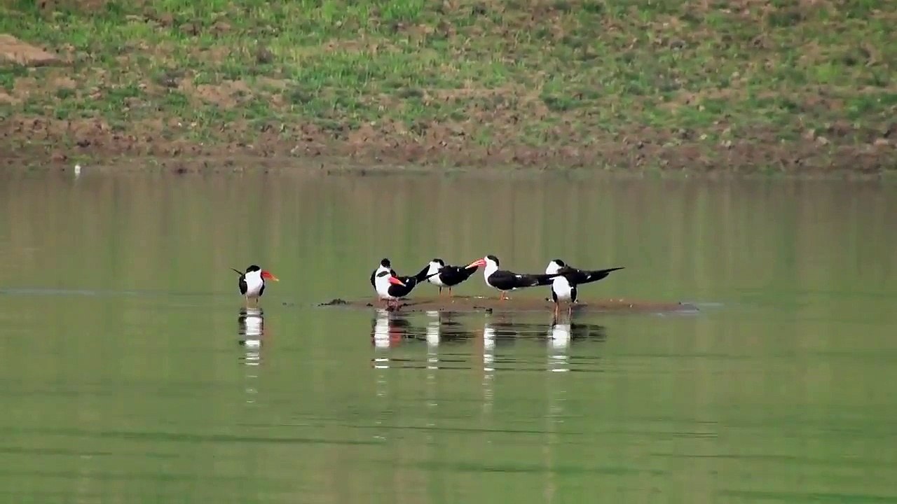 Indian_Skimmer_-4