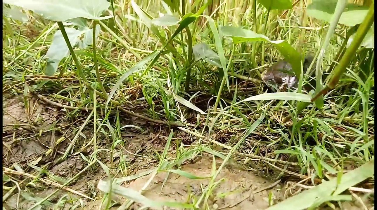 trap_snake_in_hole_by_yin_in_cambodia_and_snake_turtle