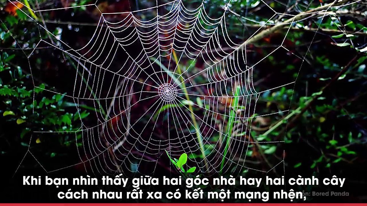 Bạn có ngạc nhiên khi lần đầu tiên thấy cận cảnh nhện giăng tơ kết mạng?