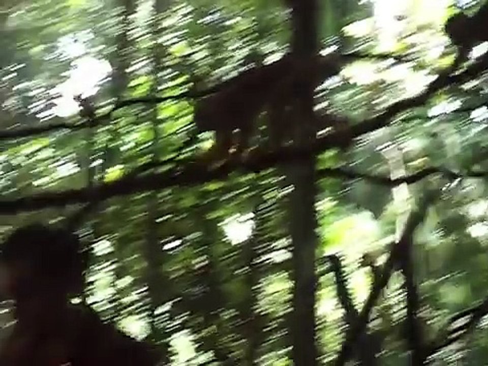 Small_Monkeys_Feeding