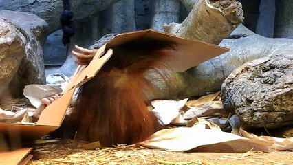 Sweet Baby Orangutan Playing and Exploring Her Enclosure Pt.2