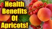 Health Benefits Of Apricots | BoldSky
