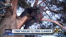 'Tree'weiler tries tree climbing in Gilbert
