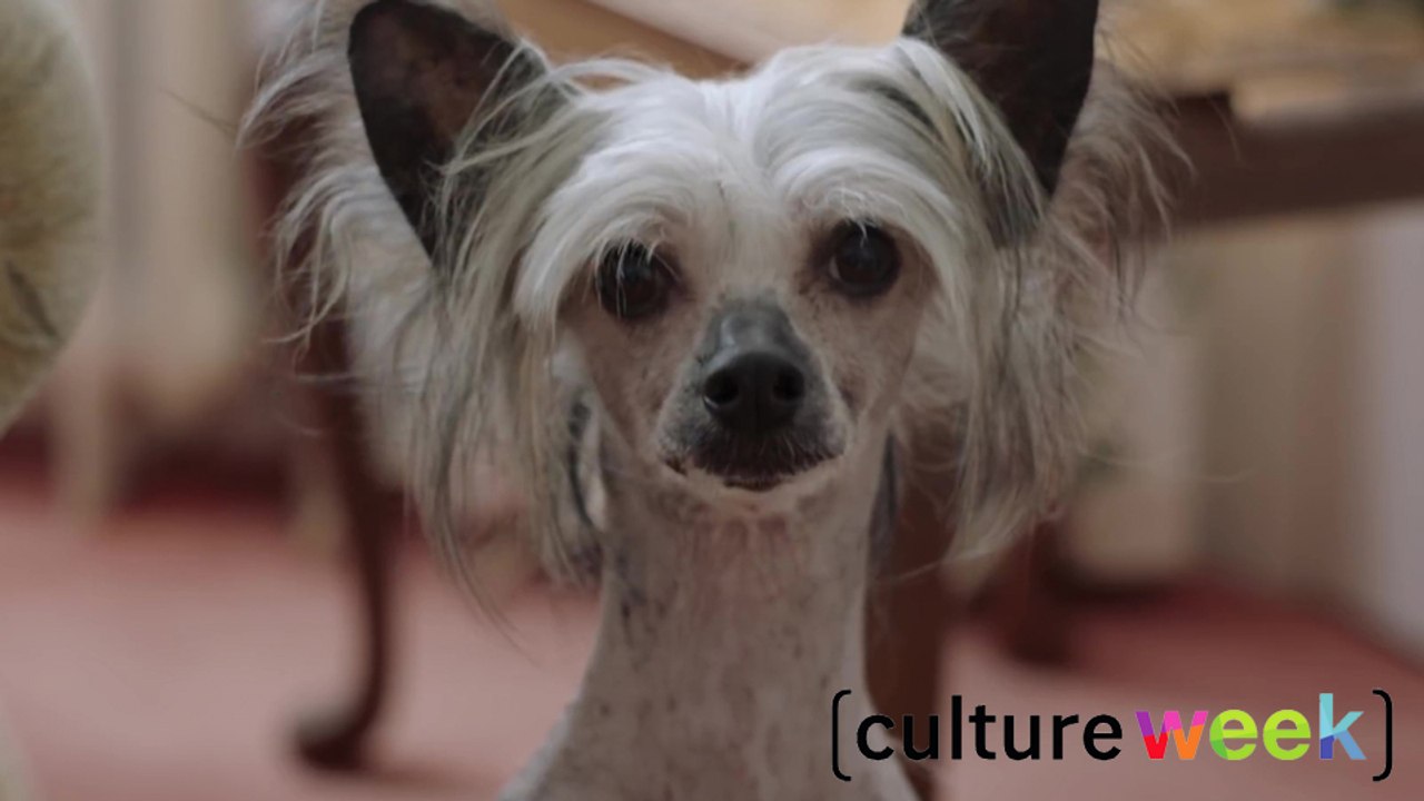 Culture Week by Culture Pub : jeux de mots foireux et fromages qui puent