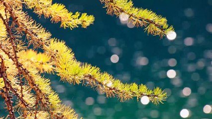 Tiếu Ngạo Giang Hồ - Cẩm Ly  Cảnh Hàn