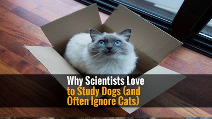 Why Scientists Love to Study Dogs (and Often Ignore Cats)
