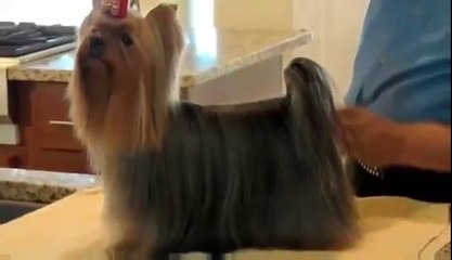 Yorkshire Terrier Show Grooming -Part 1 of 2 - Bathing