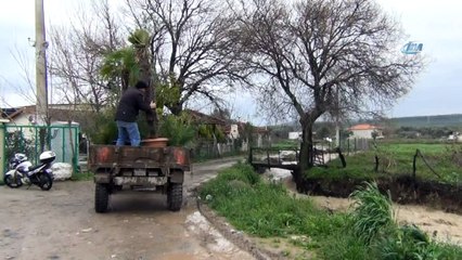 Ayvalık’ta şiddetli yağış ekili arazileri vurdu