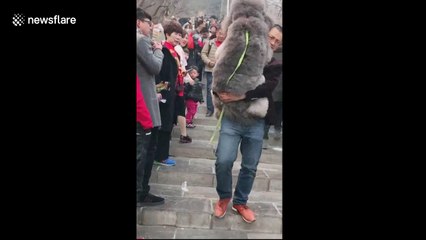 Chinese man struggles to carry oversized poodle down steps