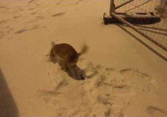 Excited Dog Experiences Snow for the First Time