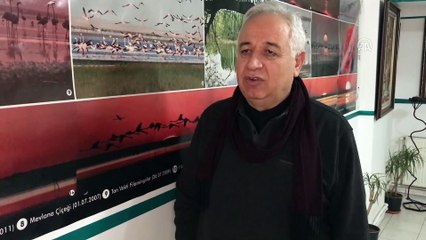Flamingo ve turnaların Seyfe'deki görsel şöleni başladı - KIRŞEHİR