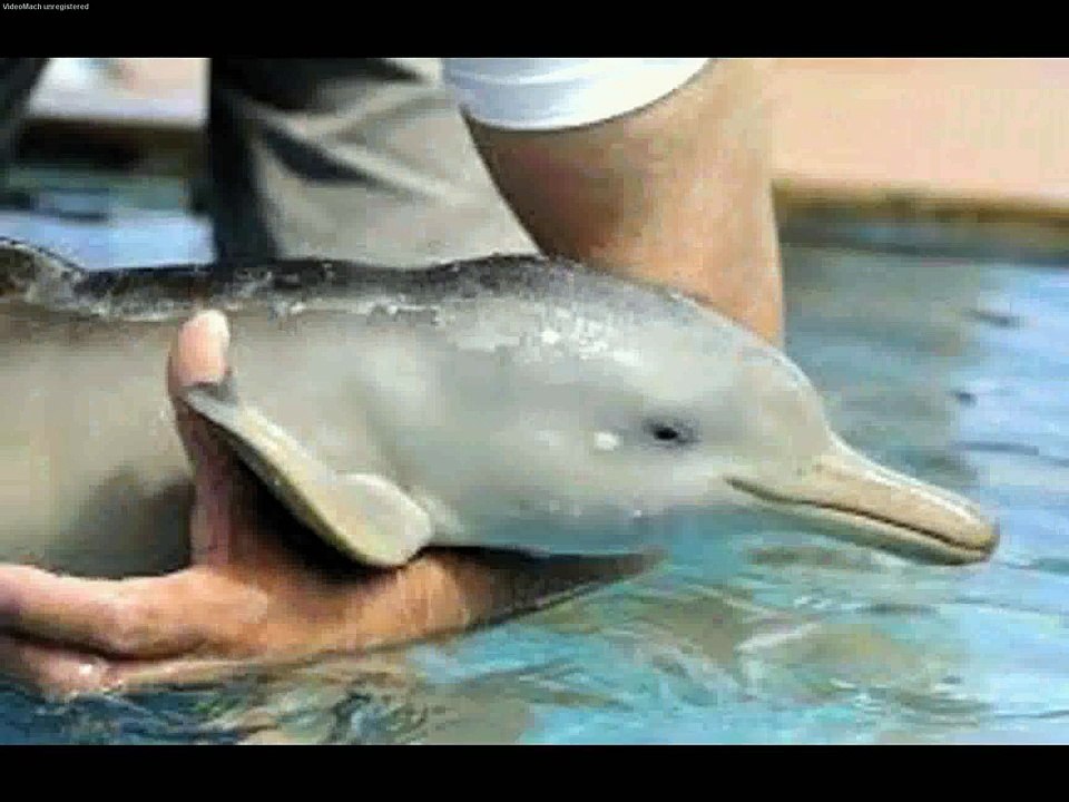 Delfin Franciscana