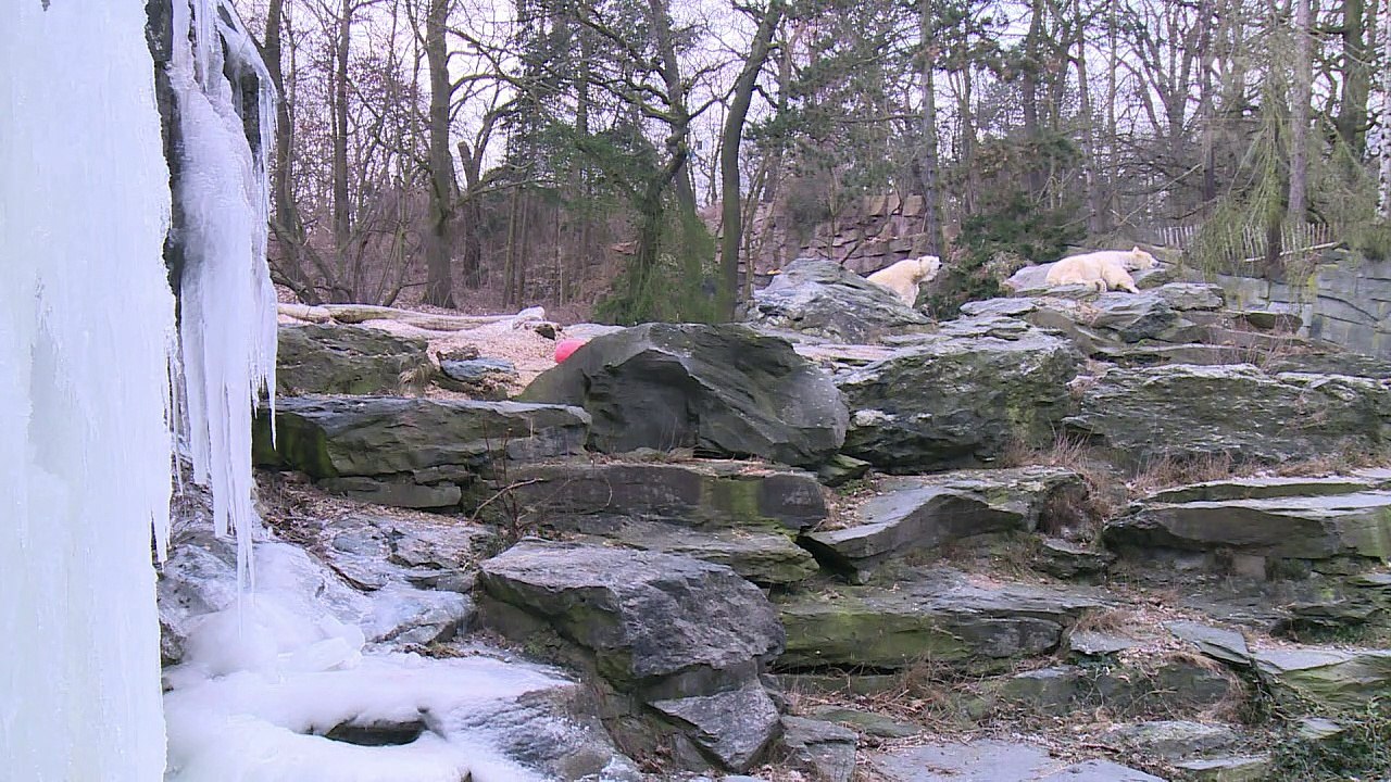 Eisbären in Berlin freuen sich über frostiges Wetter