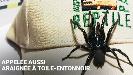 Cette araignée à toile-entonnoir s'appelle "Colossus", et peut tuer un humain en 15 minutes