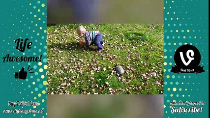 Try Not To Laugh Watching Funny Animals Vines Compilation 2018   by Life Awesome