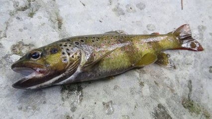 Peche alpine de la truite le best of 2016