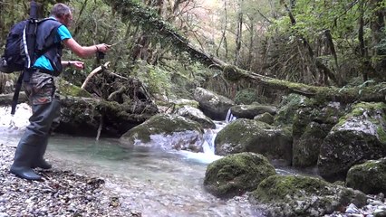 Les truites du Vercors en NAF