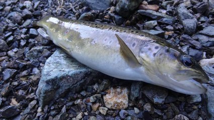 Rando peche sur le taillefer