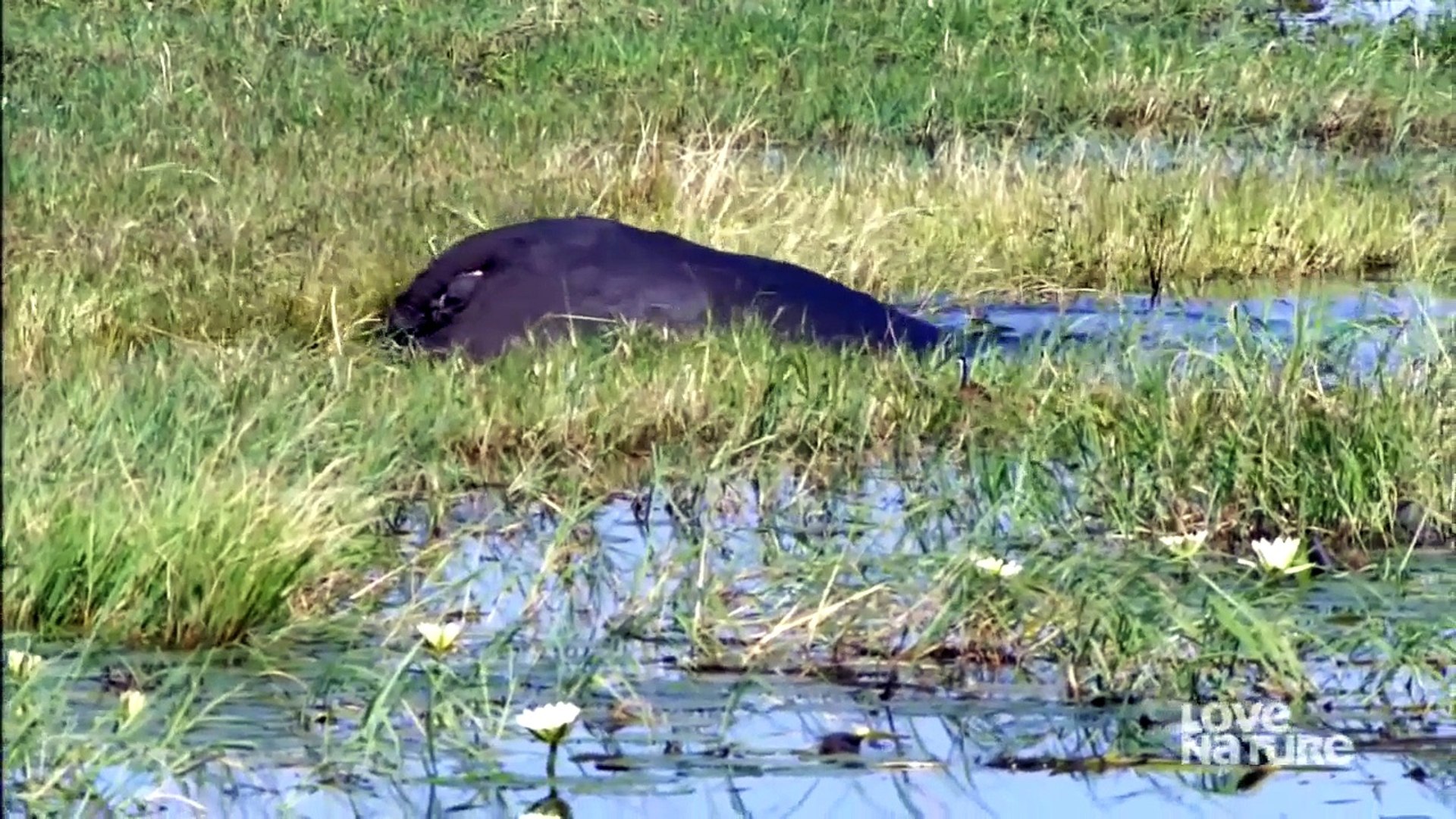 ⁣Animal Planet - Wild Africa (The Chobe River)