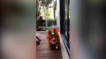 Así celebró este perro la llegada de su año según el calendario chino