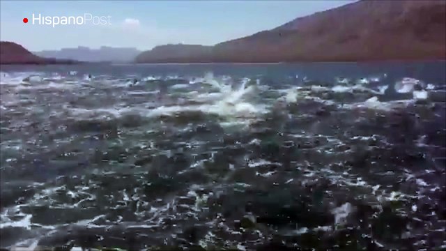 Manada de delfines dio una grata sorpresa a un grupo de turistas en una playa mexicana