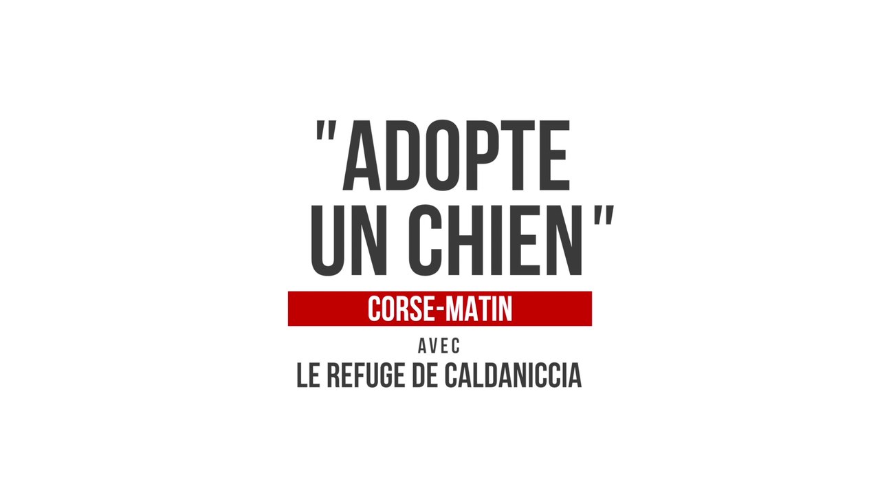 "Adopte un chien" : découvrez Newton à Ajaccio