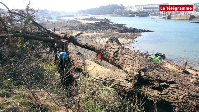 Douarnenez. Un pin de 20 tonnes démonté sur l'île Tristan