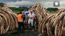 Kenya burns over a hundred tons of elephant tusks and calls for a worldwide ban on ivory sales
