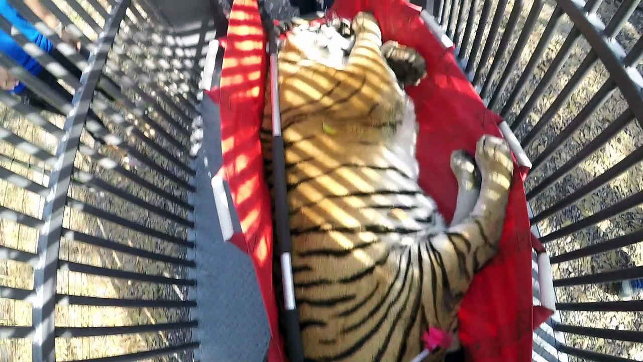 A Tiger Has Cancer Removed