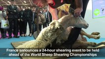 France to host 24-hour sheep shearing marathon