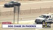 Dog runs onto Interstate 17 in Phoenix