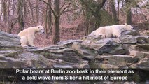 Polar bears at Berlin zoo enjoy icy weather